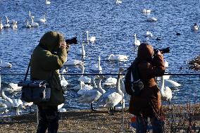 CHINA-SHANDONG-WHOOPER SWAN (CN)