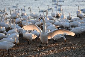 CHINA-SHANDONG-WHOOPER SWAN (CN)