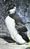 Common murre at Japan aquarium