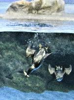 Common murre at Japan aquarium