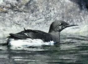 Common murre at Japan aquarium