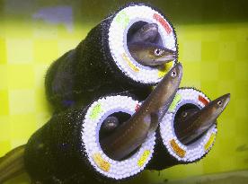 Conger eels at Yokohama aquarium