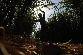 PALESTINE-SUGAR-CANES