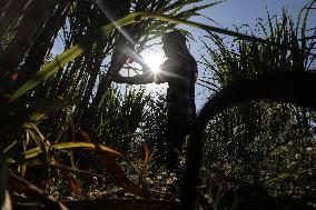 PALESTINE-SUGAR-CANES