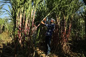 PALESTINE-SUGAR-CANES