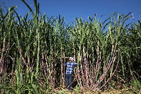 PALESTINE-SUGAR-CANES