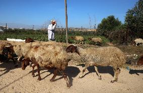 PALESTINE-SUGAR-CANES