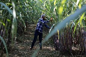 PALESTINE-SUGAR-CANES