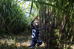 PALESTINE-SUGAR-CANES