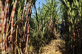 PALESTINE-SUGAR-CANES