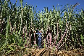 PALESTINE-SUGAR-CANES