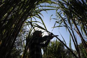 PALESTINE-SUGAR-CANES