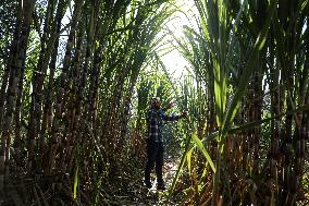 PALESTINE-SUGAR-CANES