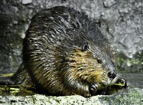 American beaver at Japan aquarium