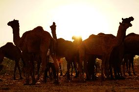 INDIA-PUSHKAR-CAMEL-FAIR