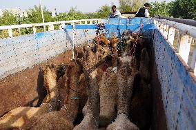 INDIA-PUSHKAR-CAMEL-FAIR