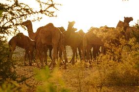 INDIA-PUSHKAR-CAMEL-FAIR