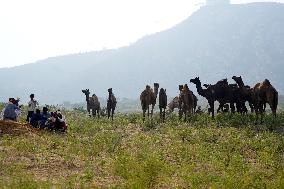 INDIA-PUSHKAR-CAMEL-FAIR