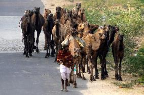 INDIA-PUSHKAR-CAMEL-FAIR