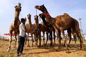 INDIA-PUSHKAR-CAMEL-FAIR