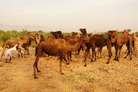 INDIA-PUSHKAR-CAMEL-FAIR