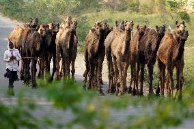 INDIA-PUSHKAR-CAMEL-FAIR