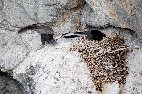 New Zealand Wildlife