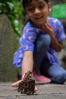 Tropical Forest Butterfly Garden At Otago Museum