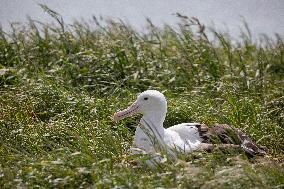 New Zealand Wildlife