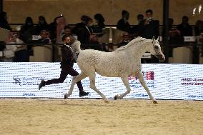 SAUDI ARABIA-RIYADH-HORSES FESTIVAL-HORSE AUCTION
