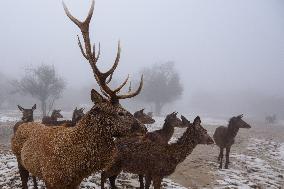 MIDEAST-GOLAN HEIGHTS-SNOW STORM-DEER