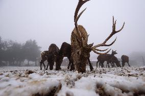 MIDEAST-GOLAN HEIGHTS-SNOW STORM-DEER