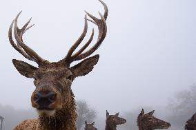 MIDEAST-GOLAN HEIGHTS-SNOW STORM-DEER