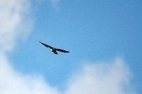 SINGAPORE-MIGRANT BIRDS-COMMON KESTREL