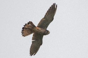 SINGAPORE-MIGRANT BIRDS-COMMON KESTREL