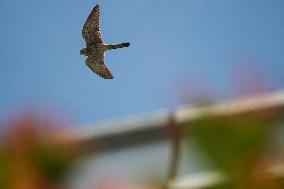 SINGAPORE-MIGRANT BIRDS-COMMON KESTREL