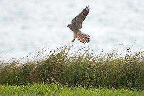 SINGAPORE-MIGRANT BIRDS-COMMON KESTREL