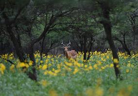 BOTSWANA-GABORONE-GAME RESERVE-WILD ANIMALS