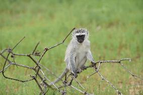 BOTSWANA-GABORONE-GAME RESERVE-WILD ANIMALS