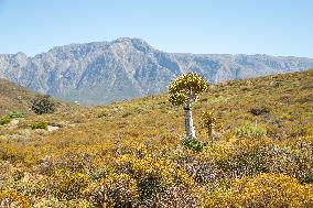 SOUTH AFRICA-WORCESTER-NATIONAL DESERT BOTANICAL GARDEN