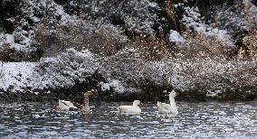 CYPRUS-TROODOS MOUNTAINS-SNOW