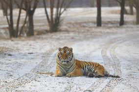 CHINA-SHENYANG-CHINESE LUNAR NEW YEAR-TIGER (CN)