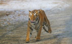 CHINA-SHENYANG-CHINESE LUNAR NEW YEAR-TIGER (CN)