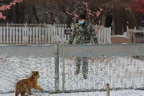 CHINA-SHENYANG-CHINESE LUNAR NEW YEAR-TIGER (CN)