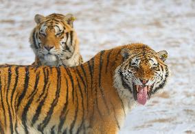 CHINA-SHENYANG-CHINESE LUNAR NEW YEAR-TIGER (CN)