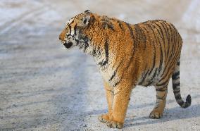 CHINA-SHENYANG-CHINESE LUNAR NEW YEAR-TIGER (CN)