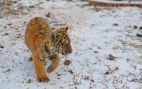 CHINA-SHENYANG-CHINESE LUNAR NEW YEAR-TIGER (CN)