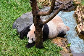 INDONESIA-BOGOR-GIANT PANDA