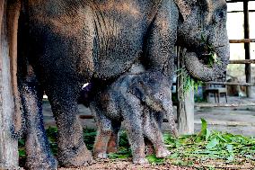 MYANMAR-BAGO-BABY ELEPHANT