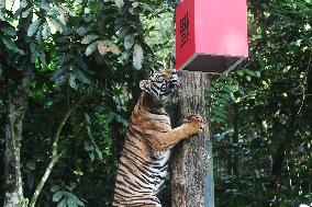 SINGAPORE-NIGHT SAFARI-TIGER